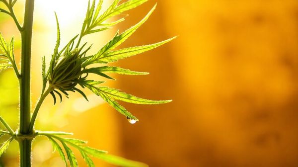 Découvrez les avantages cachés et dangers potentiels du CBD